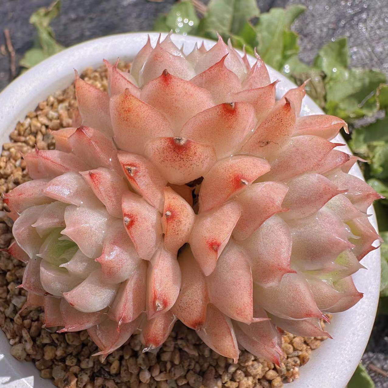 慢悠花房桃薰女王精品景天阳台多肉植物肉肉盆栽,淘宝优惠券,粉丝福利购,淘宝优惠卷