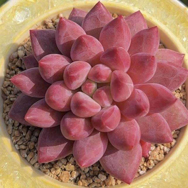 慢悠花房 红虞美人 精品多肉绿植园艺盆栽花卉庭院多肉植物,淘宝优惠券,粉丝福利购,淘宝优惠卷