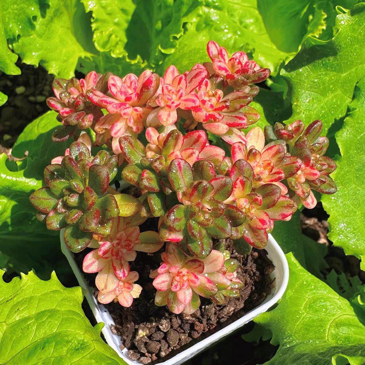 慢悠花房 小人祭 多肉办公室阳台绿植园艺盆栽花卉庭院多肉植物,淘宝优惠券,粉丝福利购,淘宝优惠卷