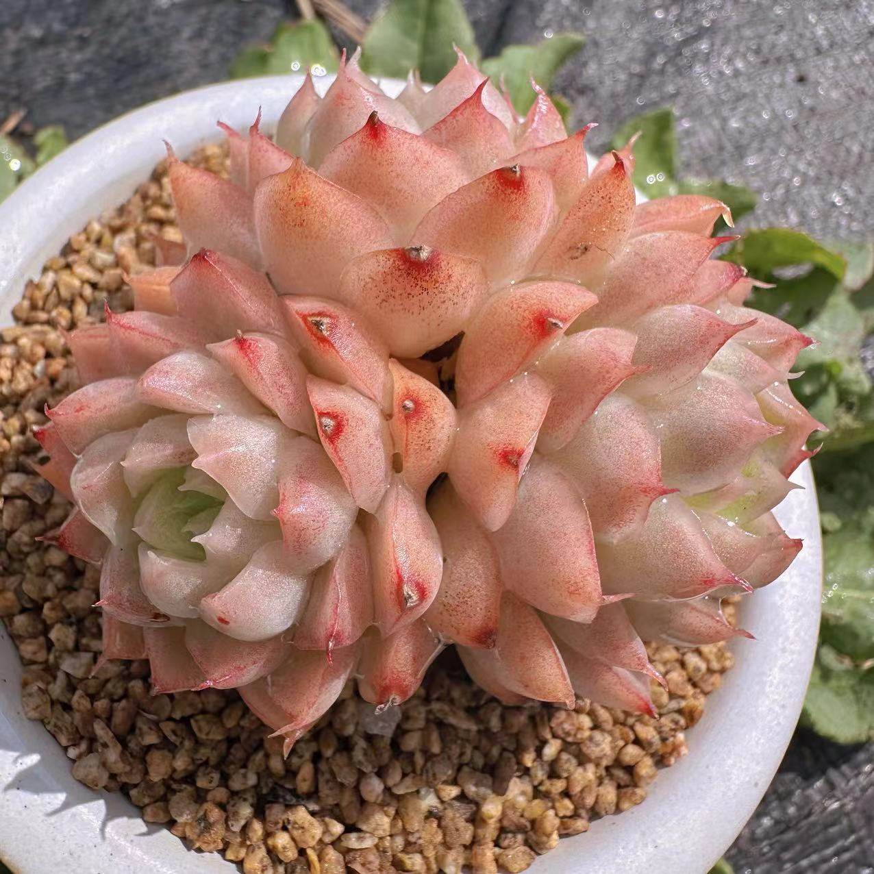 慢悠花房桃薰女王精品景天阳台多肉植物肉肉盆栽,淘宝优惠券,粉丝福利购,淘宝优惠卷