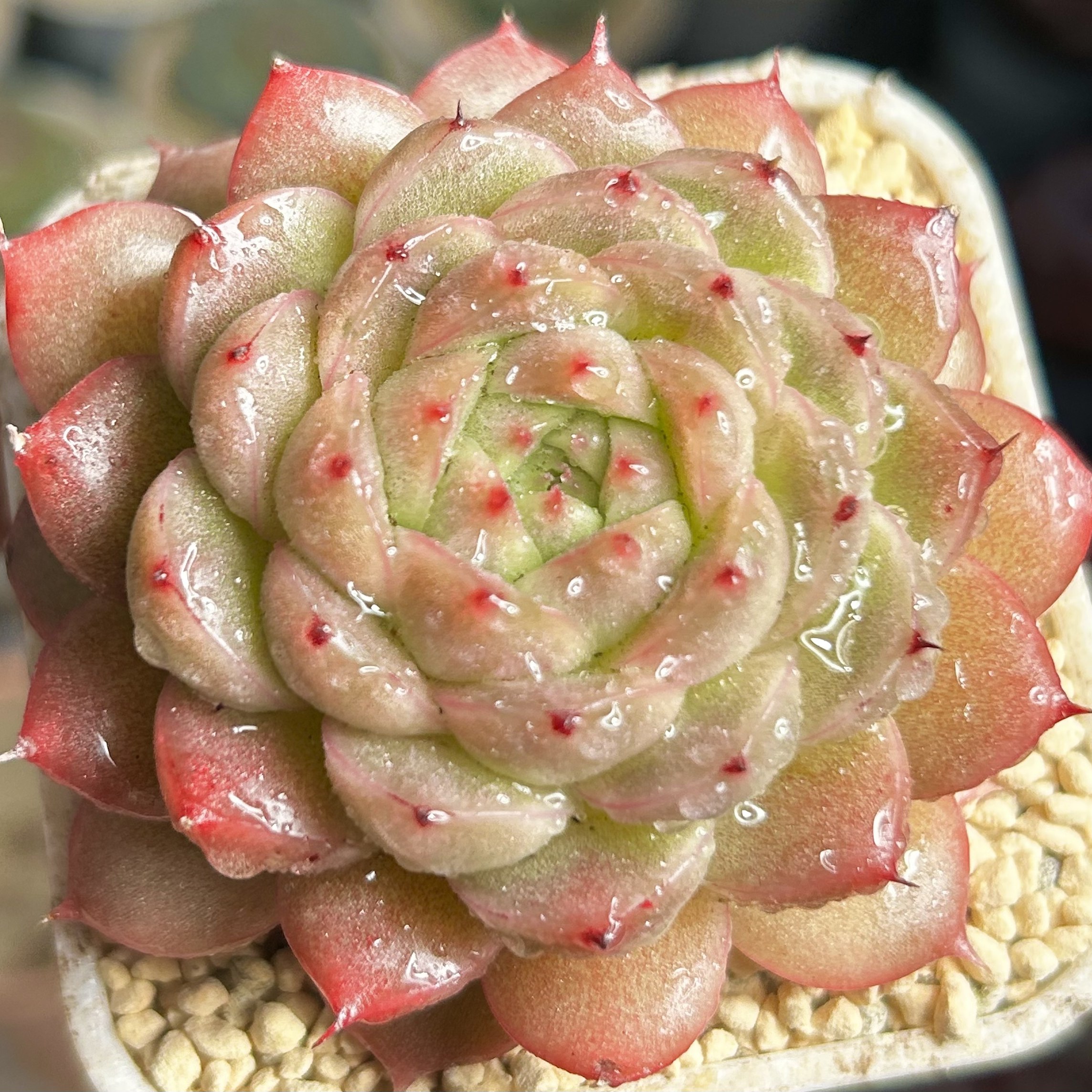 慢悠花房 山河盏珍妮麦秆办公室阳台绿植园艺盆栽花卉庭院多肉,淘宝优惠券,粉丝福利购,淘宝优惠卷