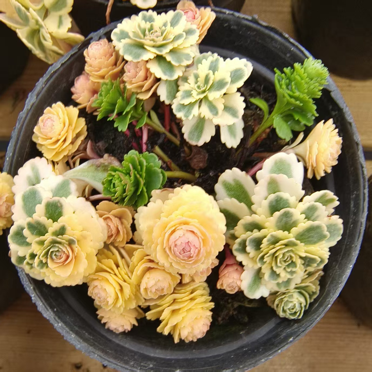 慢悠花房 亚特兰蒂斯锦 精品多肉绿植园艺盆栽花卉庭院多肉植物,淘宝优惠券,粉丝福利购,淘宝优惠卷