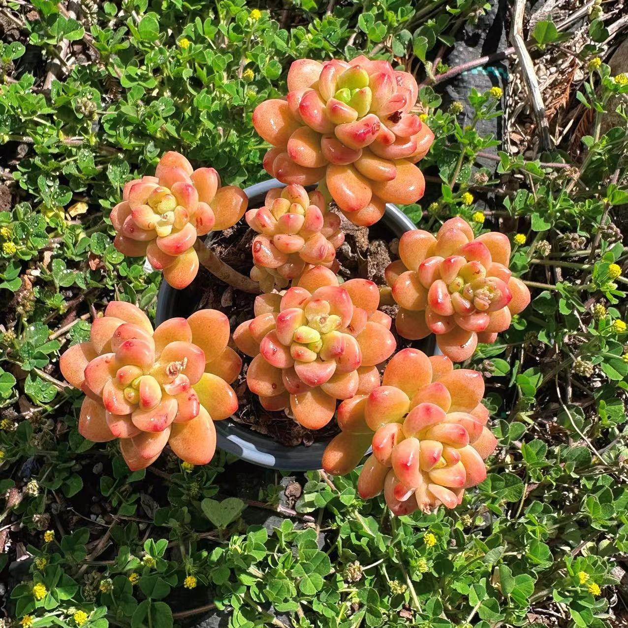 慢悠花房  香格里拉  精品多肉办公室阳台绿植园艺盆栽花卉庭院多,淘宝优惠券,粉丝福利购,淘宝优惠卷