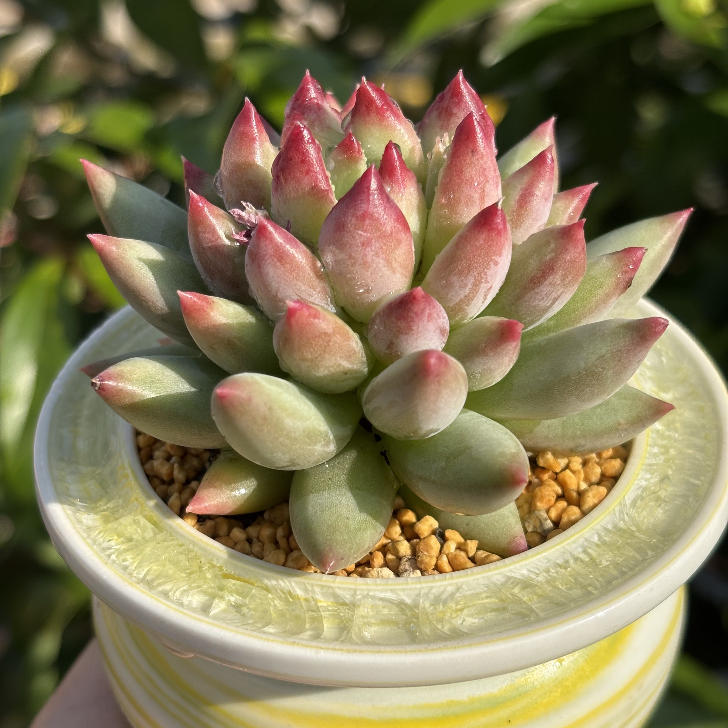 慢悠花房 岩字 办公室精品多肉阳台绿植园艺盆栽花卉庭院多肉,淘宝优惠券,粉丝福利购,淘宝优惠卷