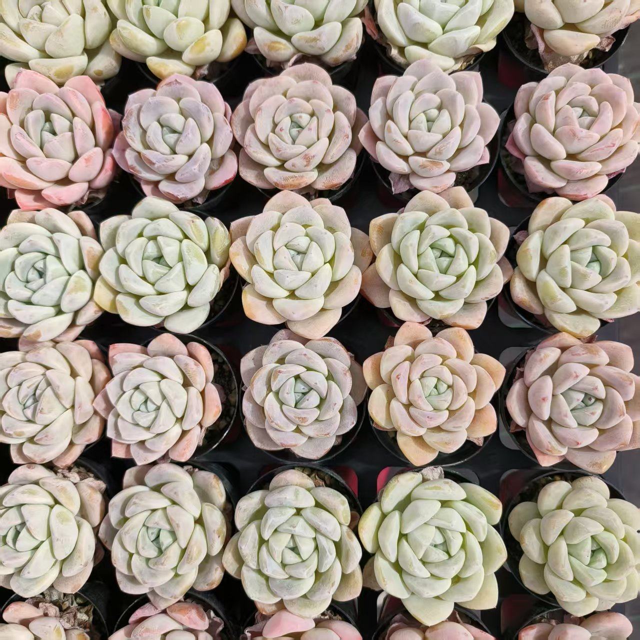 慢悠花房 玉蝴蝶 精品多肉办公室阳台绿植园艺盆栽花卉庭院多肉,淘宝优惠券,粉丝福利购,淘宝优惠卷