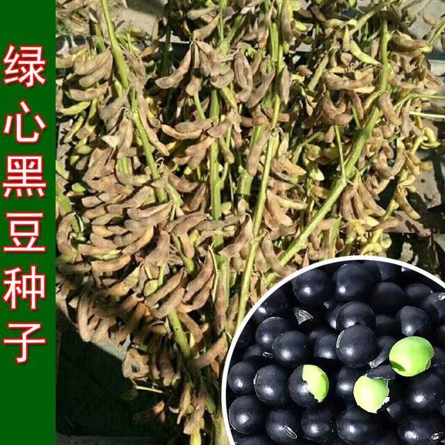 Old varieties of large black bean seeds, green heart black bean seeds