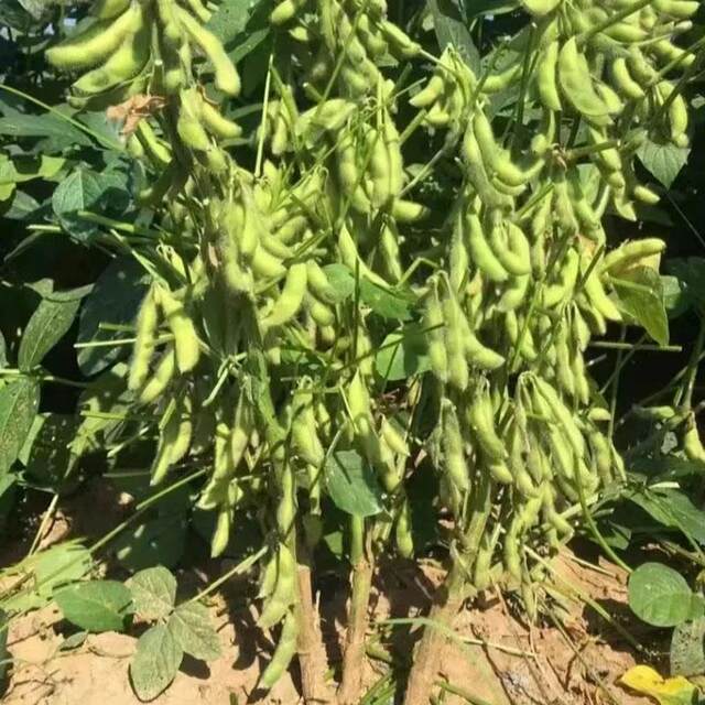 Old varieties of large black bean seeds, green heart black bean seeds