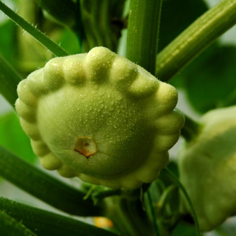 飞碟瓜种子 四季春季播观赏盆栽地栽可食用新奇特异蔬菜瓜果种子