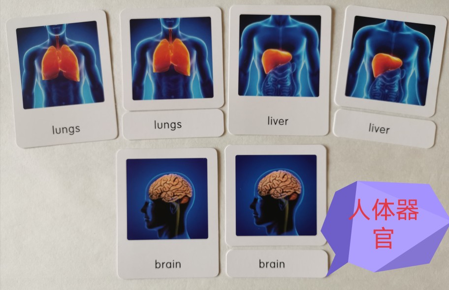 蒙氏幼儿园三段三部分卡人体器官英文儿童启智幼教玩具文化区 - 图0