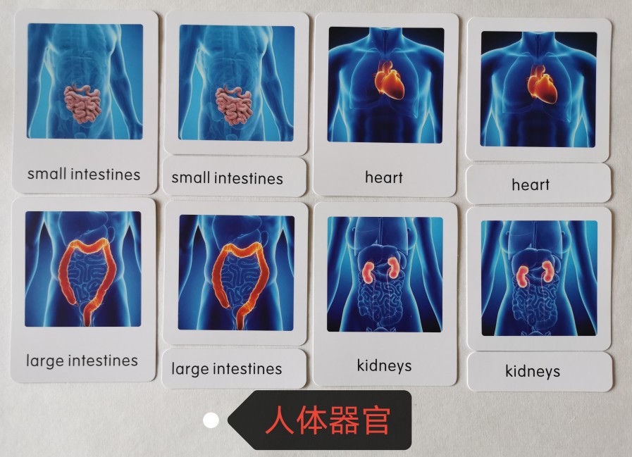 蒙氏幼儿园三段三部分卡人体器官英文儿童启智幼教玩具文化区 - 图1