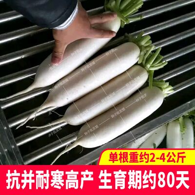 圣凯华农浙大长白萝卜种子籽春秋播大田冬储蔬菜经济作物蔬菜种子 虎窝淘