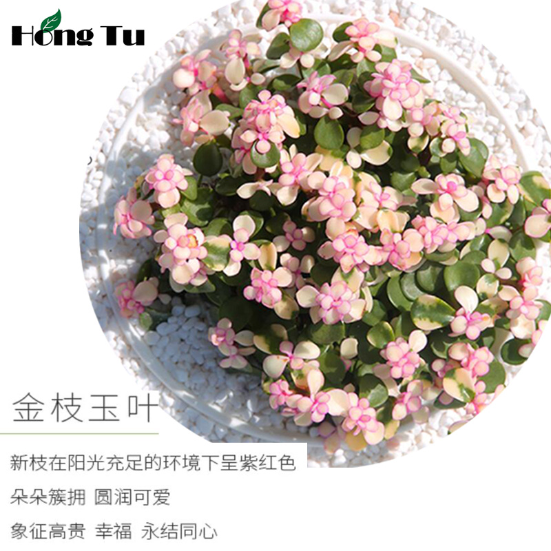 金枝玉叶盆栽雅乐之舞多肉植物室内桌面绿植喜光花卉老桩四季常青 - 图0