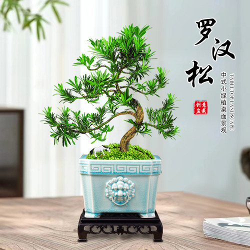 造型罗汉松盆景室内高端创意盆栽植物好养易活茶几绿植办公室花卉 - 图0