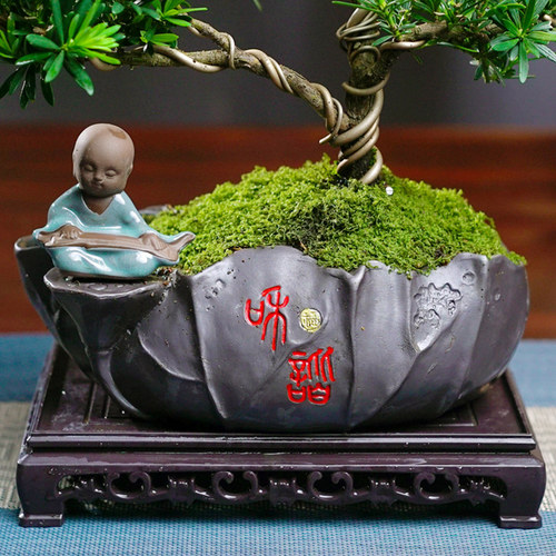 造型罗汉松盆景室内高端创意盆栽植物好养易活茶几绿植办公室花卉 - 图3