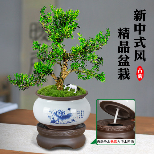 黄杨老桩盆景树苗雀舌皱皮造型小叶盆栽绿植室内客厅好养树桩植物 - 图2