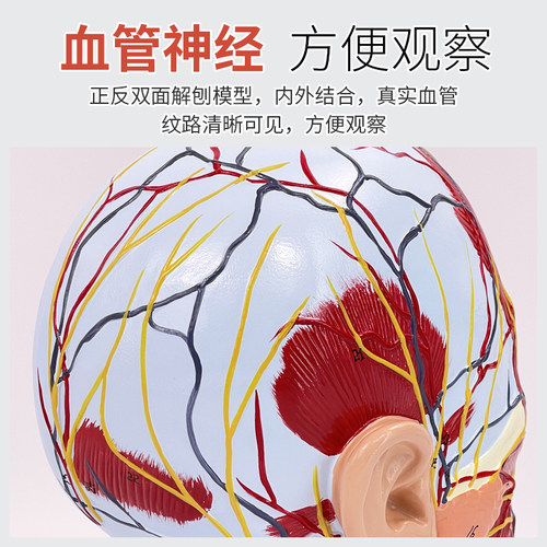 医学人体头面部浅表神经血管解剖模型大脑肌肉医美微整形注射模型 - 图2
