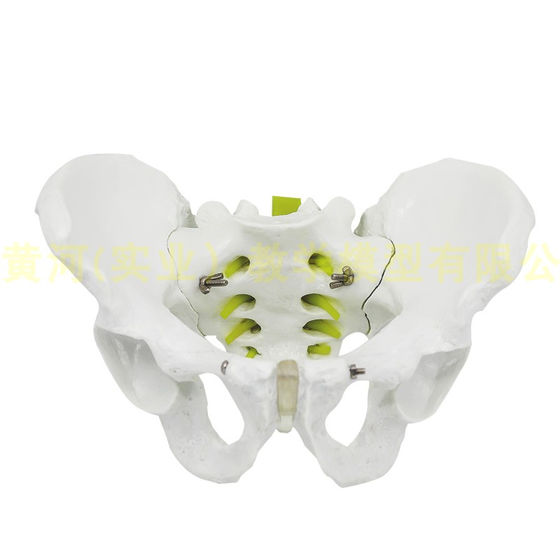 人体自然大骨盆模型 1:1自然大盆骨模型骨盆男性骨盆模型骨骼模型 - 图3