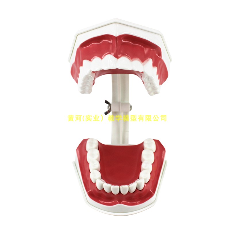 儿童口腔模型 牙齿模型 早教教学牙齿模型2倍放大可拆下排带舌头 - 图3