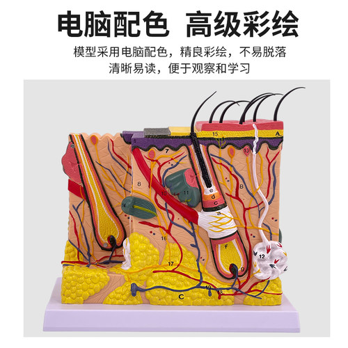 高级人体皮肤模型 皮肤放大 皮肤解剖 皮脂 皮毛、毛囊、脂腺模型 - 图2
