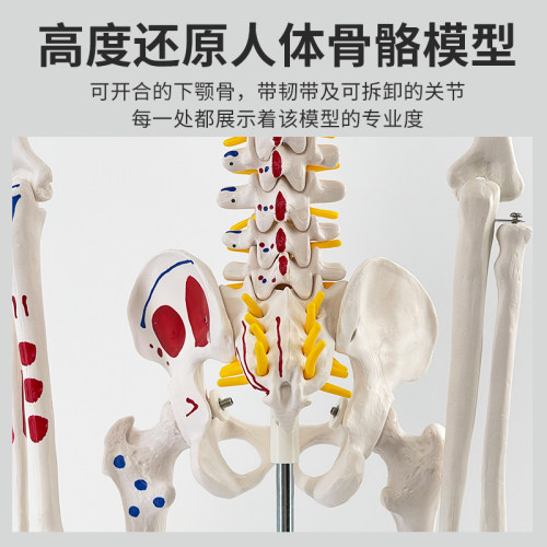 85cm人体骨骼模型骨架人体模型成人小骷髅教学模型 脊椎骨骼模型 - 图0