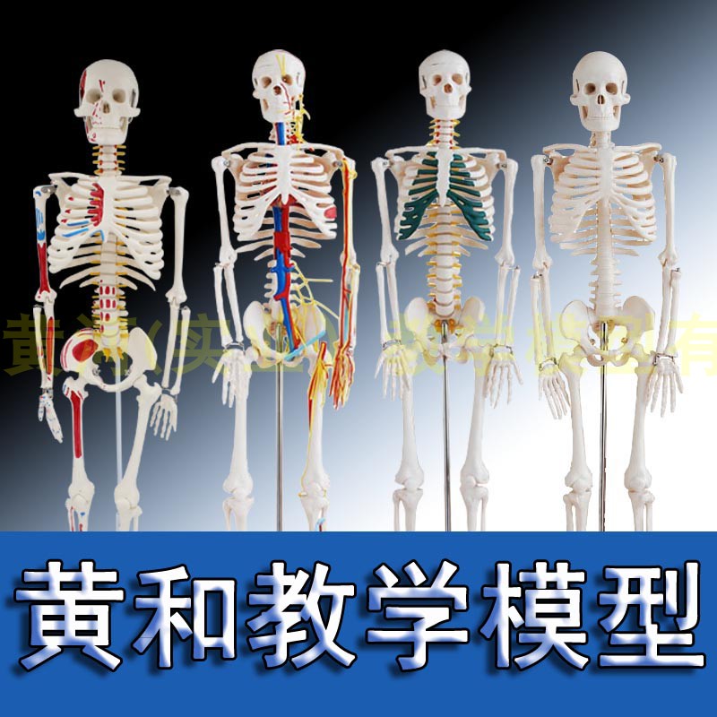 85cm人體骨骼模型骨架人體模型成人小骷髏教學模型脊椎全身骨骼