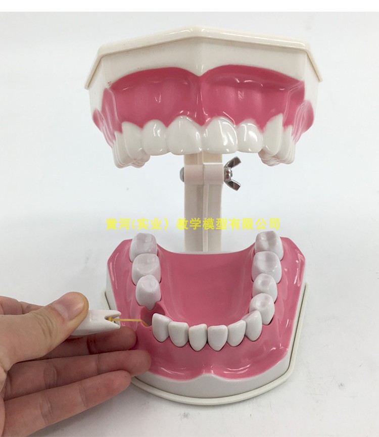 儿童口腔模型 牙齿模型 早教教学牙齿模型2倍放大可拆下排带舌头 - 图2