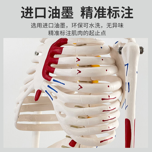 85cm人体骨骼模型骨架人体模型成人小骷髅教学模型 脊椎骨骼模型 - 图1