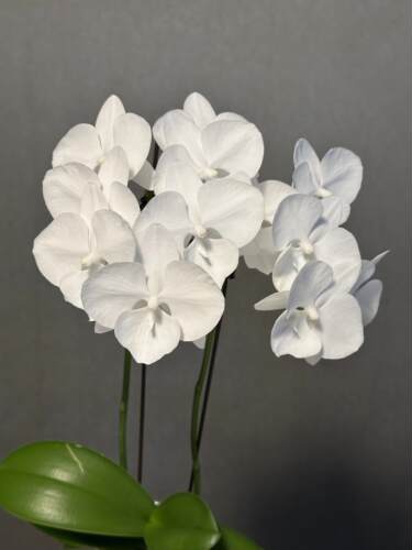 白天鹅蝴蝶兰带花剑2.8大苗室内绿植盆栽客厅花卉花期长好养年宵 - 图1