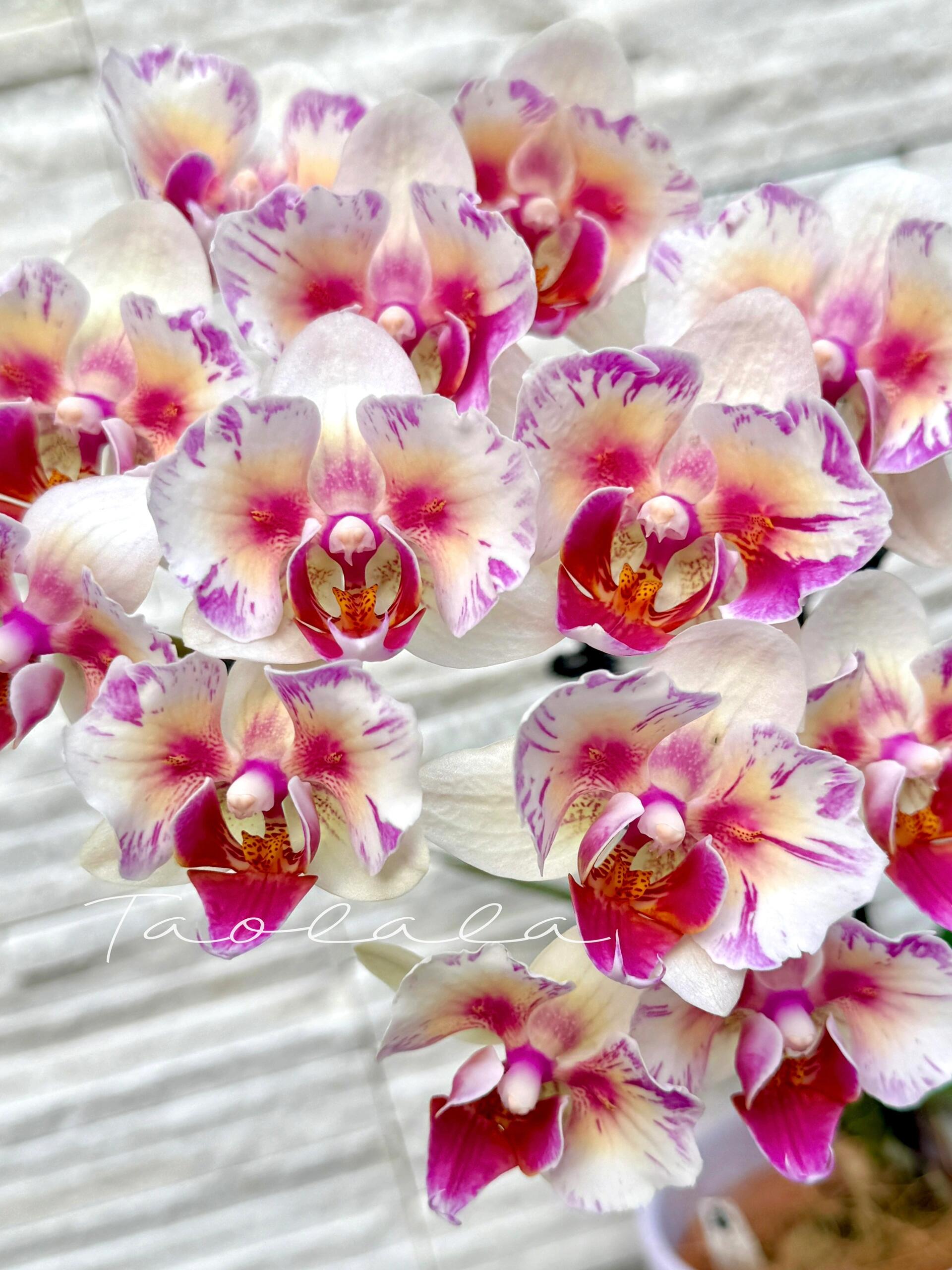 蝴蝶兰小宝石盆栽带花剑室内客厅办公室桌面四季好养花卉年宵花 - 图0