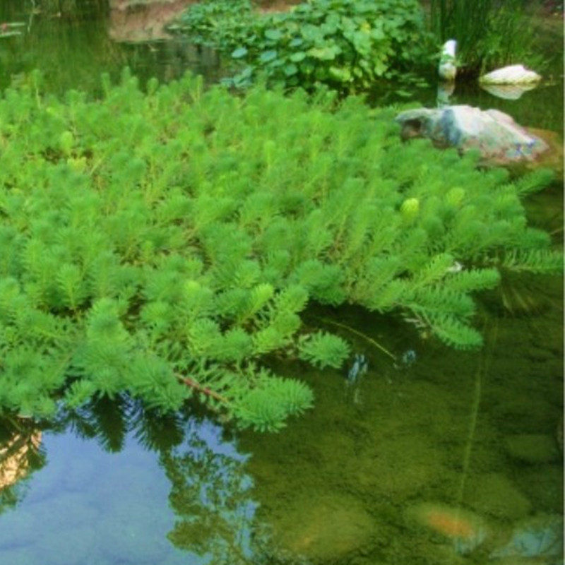 狐尾藻苗养殖龙虾水培植物池塘浮性水生草淡鱼缸公园造景净化水质_虎窝淘