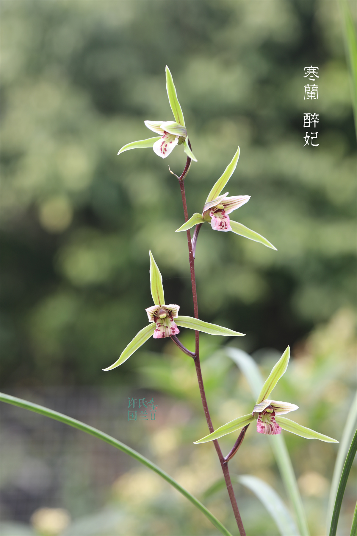 新品寒兰【醉妃】花期秋冬 精品兰草优选壮苗案头绿植茶空间茶室 - 图0