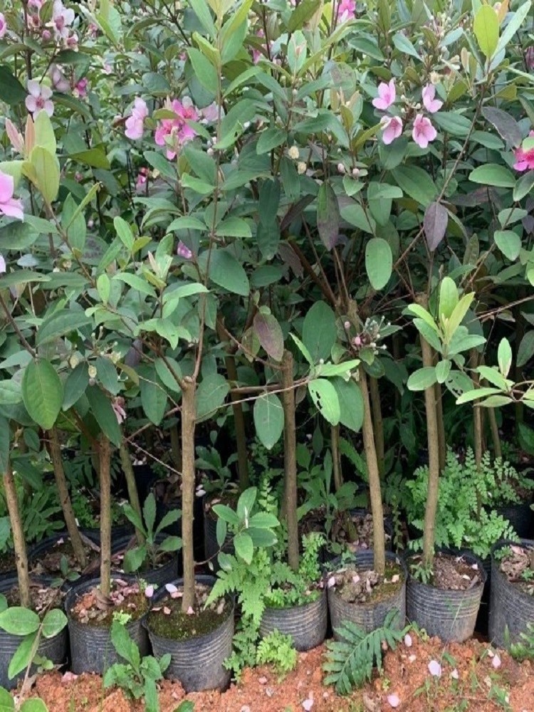 桃金娘苗乌捻子山捻子观赏老桩庭院盆栽四季南方当年结果常绿,淘宝优惠券,粉丝福利购,淘宝优惠卷