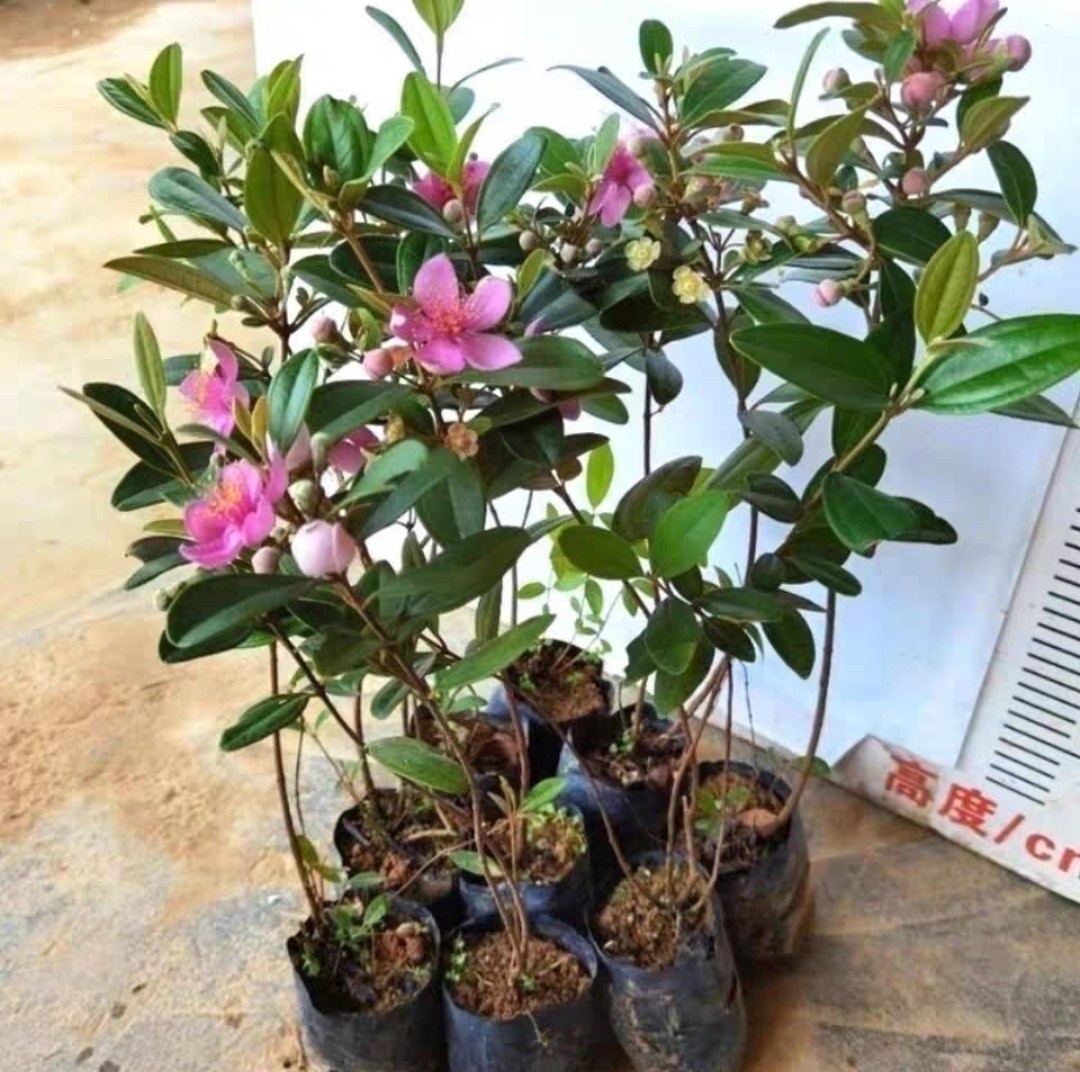 桃金娘苗乌捻子山捻子观赏老桩庭院盆栽四季南方当年结果常绿,淘宝优惠券,粉丝福利购,淘宝优惠卷