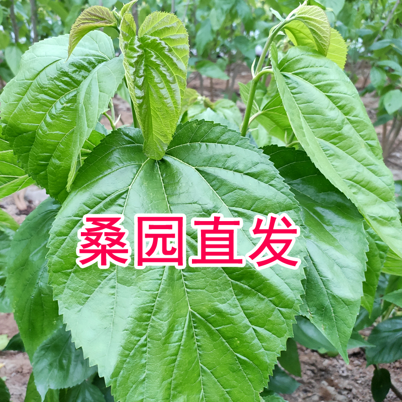 新鲜桑叶喂蚕现摘桑树叶蚕宝宝饲料学生养蚕嫩桑叶食物大小蚕叶 - 图1