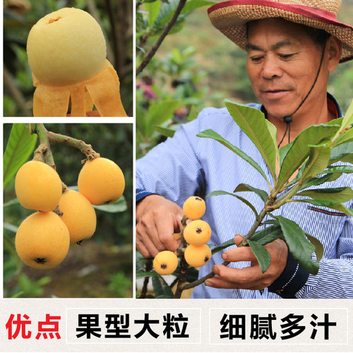 正宗宁海白枇杷苗原土球嫁接白荔枝品种白沙枇杷树苗木盆栽挂果早 - 图2