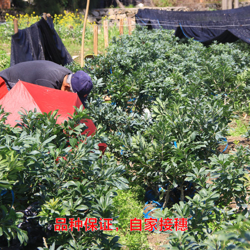 正宗嫁接荸荠杨梅苗余姚慈溪品种地栽带土球黑炭果树苗当年结果苗 - 图3