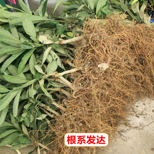 一年生宁海白软条白玉冠玉青种丰玉贵妃香妃等白沙枇杷苗品种包邮 - 图1