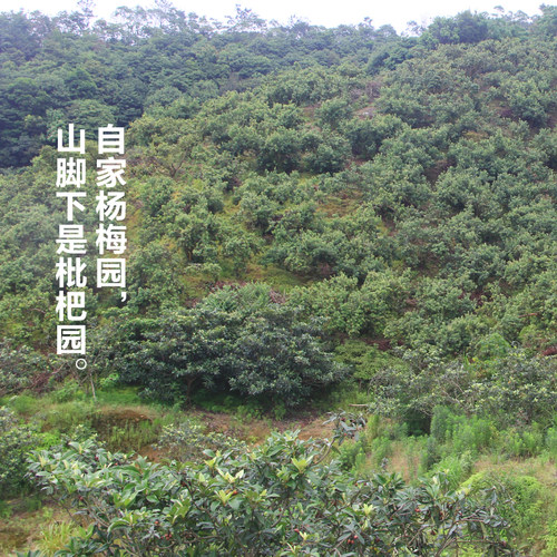 正宗嫁接荸荠杨梅苗余姚慈溪品种地栽带土球黑炭果树苗当年结果苗 - 图1