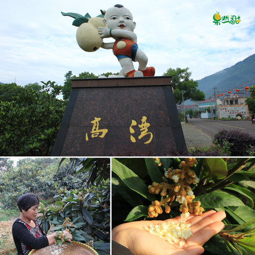 精挑象山白枇杷花瓣茶天然纯琵琶花瓣干教师烟民童吖妈妈用嗓泡水 - 图0