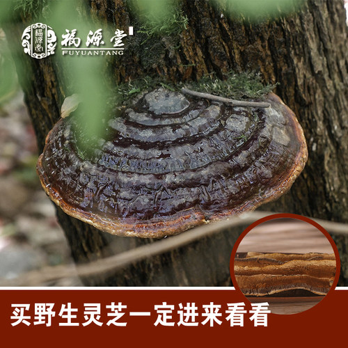 野生灵芝无柄赤芝整枝林芝红紫芝可切片250g 买3送孢子粉 特级 - 图0
