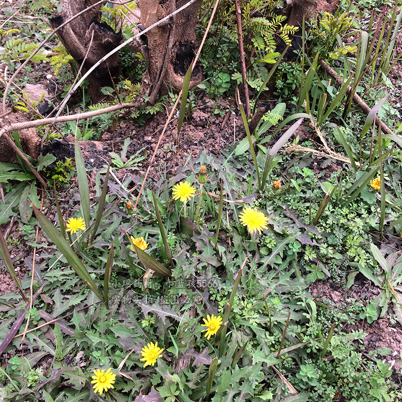 蒲公英野生干货药材500g婆婆丁农家无硫草药整棵生晒煮水泡水凉茶