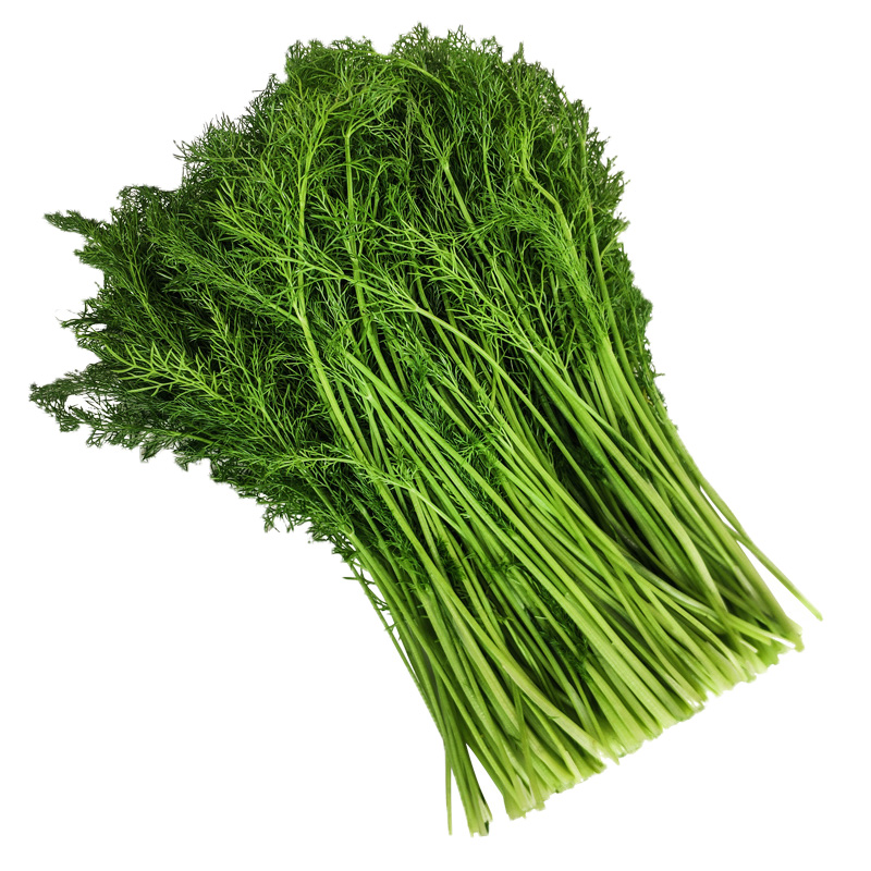 现货 包邮山东茴香菜新鲜荤香鲜嫩小茴香苗不带根荤香菜鲜茴香4斤 - 图3