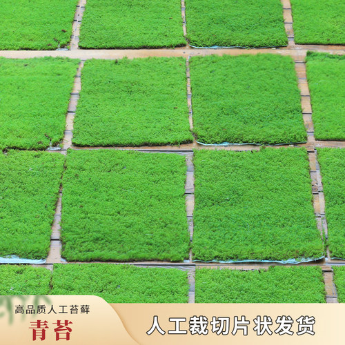 人工青苔星星苔藓砂藓情绪稳定绿植苔藓微景观庭院造景苔藓草皮 - 图3