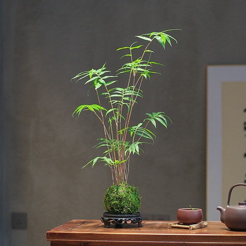 红竹红观音竹苔藓球水培植物米竹室内竹子盆栽桌面盆景客厅绿植 - 图0