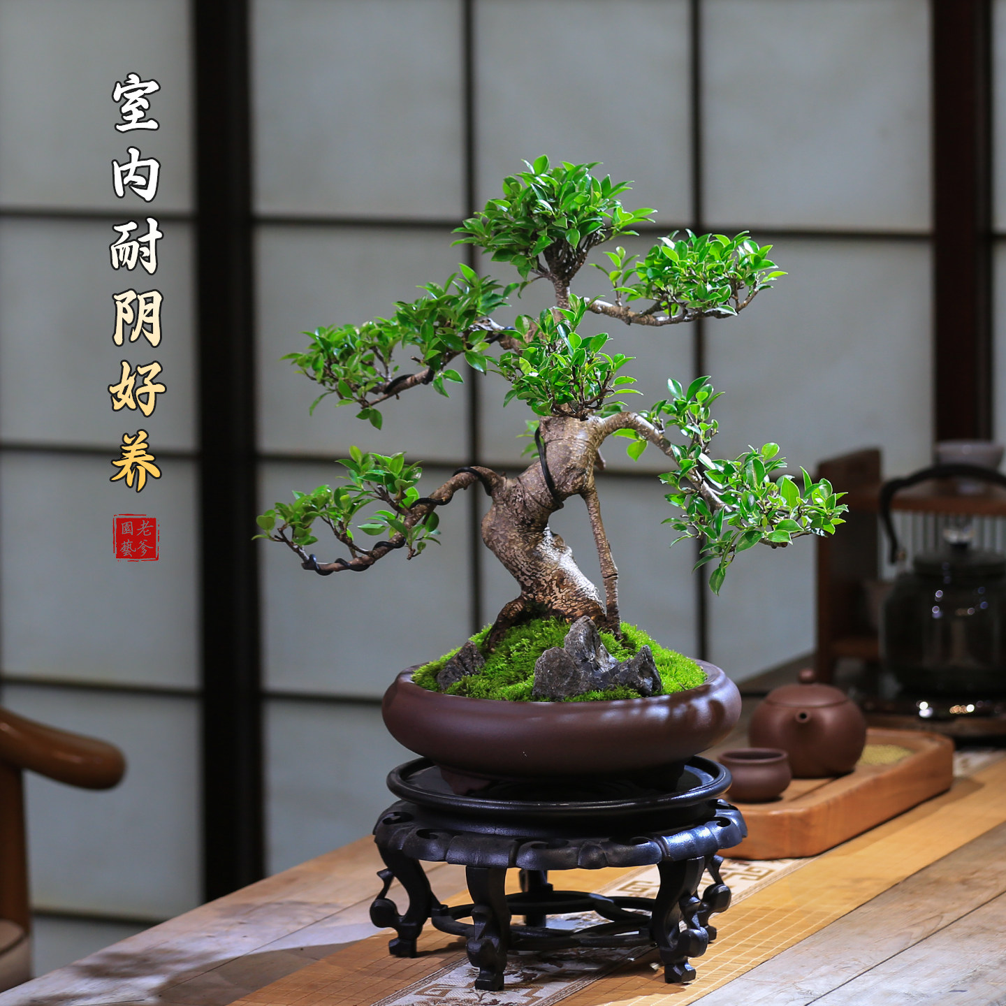 榕树老桩造型茶桌小叶榕树盆景室内中式四季常青盆栽耐阴耐寒绿植