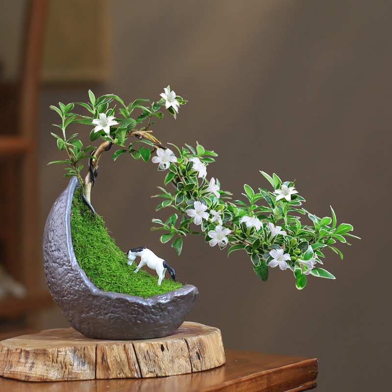迷你六月雪办公室内桌面小盆栽窗台花卉附石盆景造型悬崖绿植微型,淘宝优惠券,粉丝福利购,淘宝优惠卷