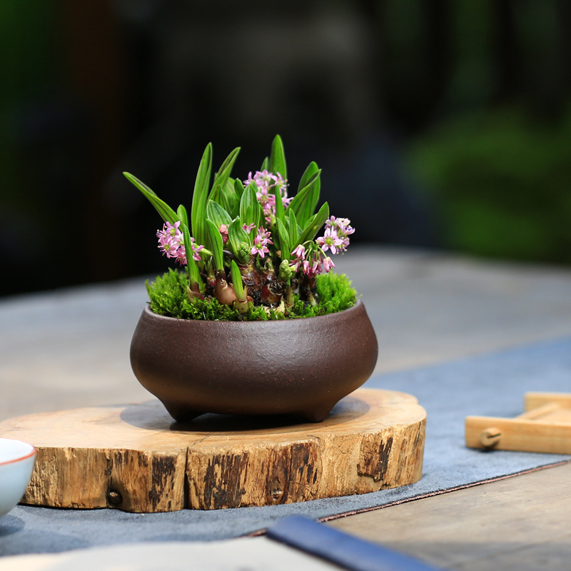 缟缦穗迷你桌面兰花草微型花卉盆栽观叶山野草油点百合植物开紫花 - 图1