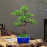 Чинанская старая куча бонсай формы листовка гостиная.