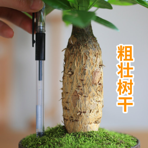 发财树小盆栽室内植物花卉吸甲醛绿植观叶盆景办公室净化空气好养-图1