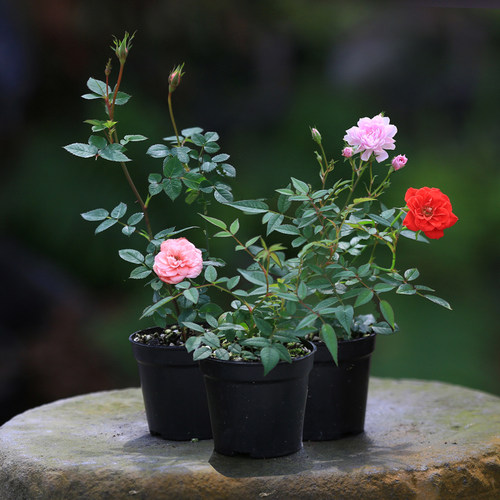 迷你微月季姬月季苗日本姬乙女室内四季开花盆栽阳台桌面绿植花卉 - 图0